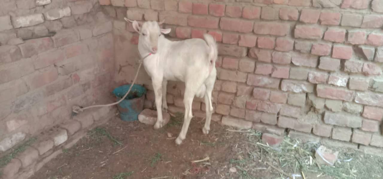 active & healthy bakra 1