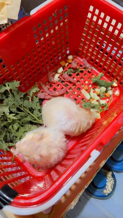Syrian teddy bear hamster