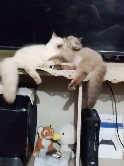 Pair Russian Kitten,