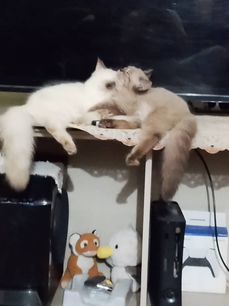 Pair Russian Kitten, 0