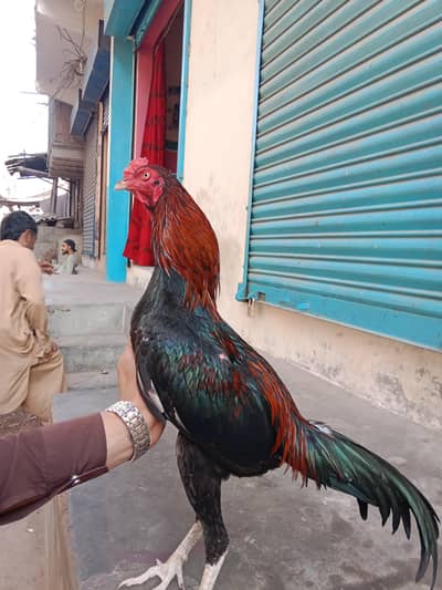 aseel mianwali patthe