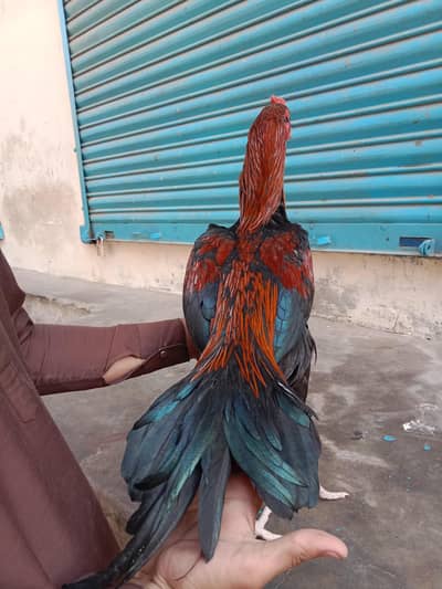 aseel mianwali pattha
