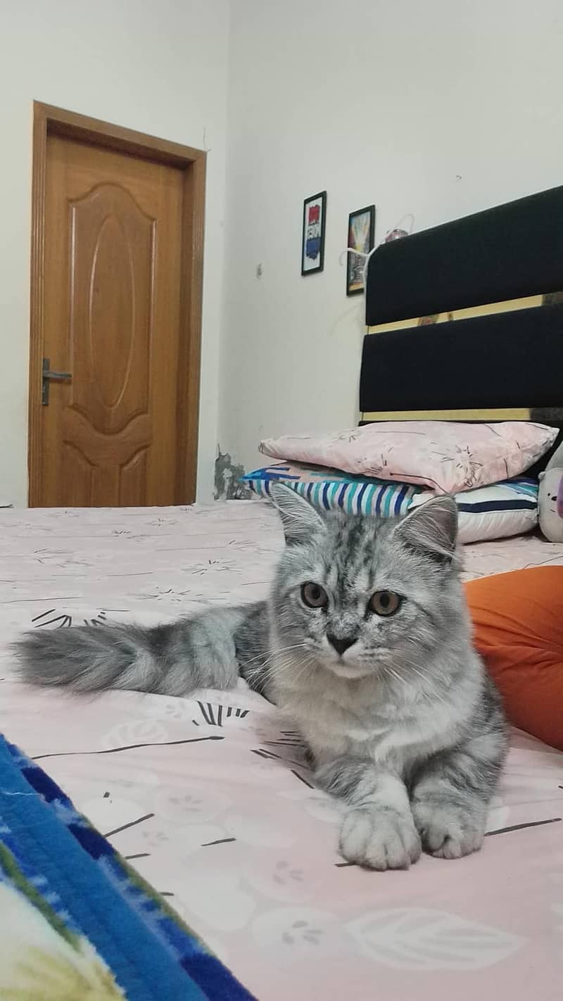 Pair Russian Kitten, 1