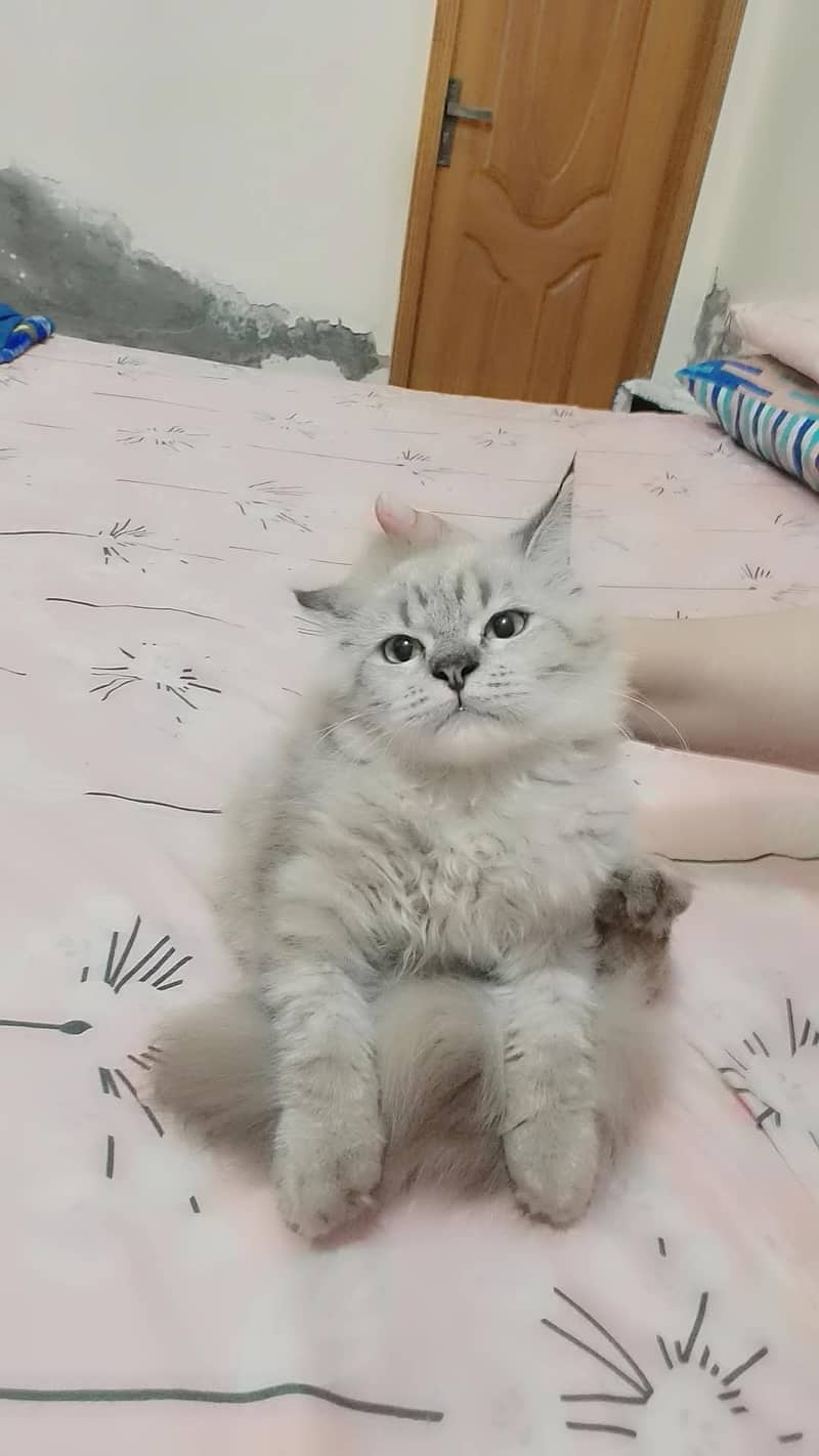 Pair Russian Kitten, 2