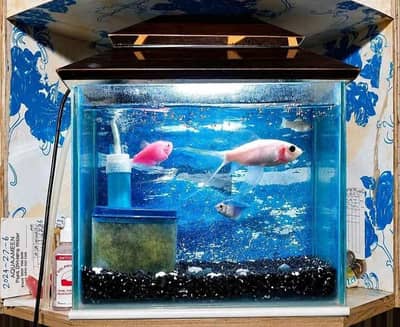 fish aquarium