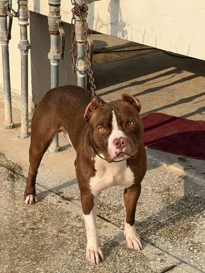 American pitbull