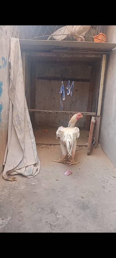 parrot b kandari caros