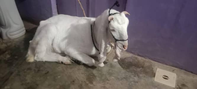 BAKRI GULABI NASEL