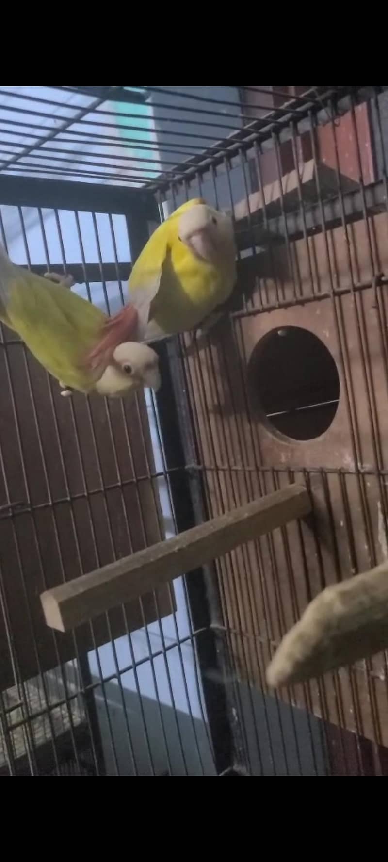 sun cheek conure 0