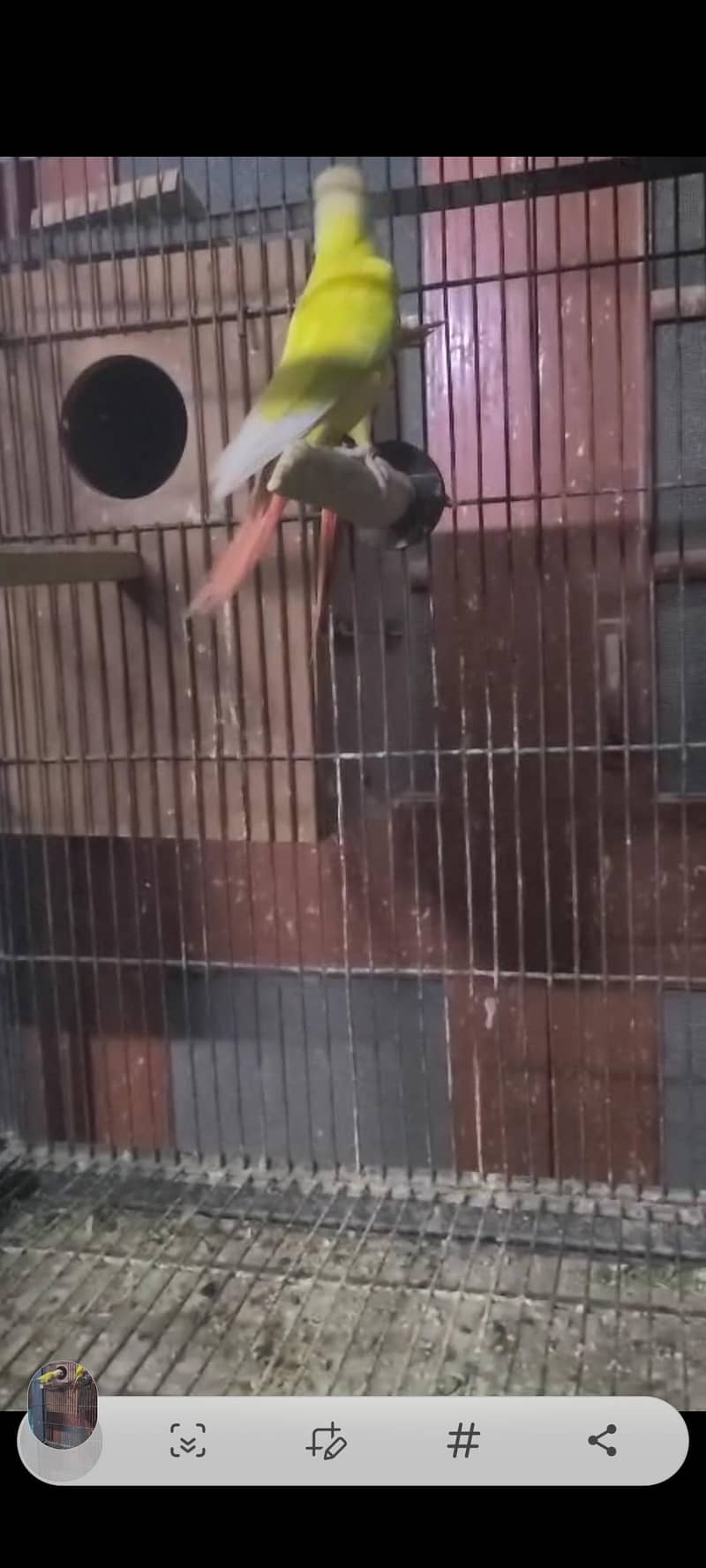 sun cheek conure 1