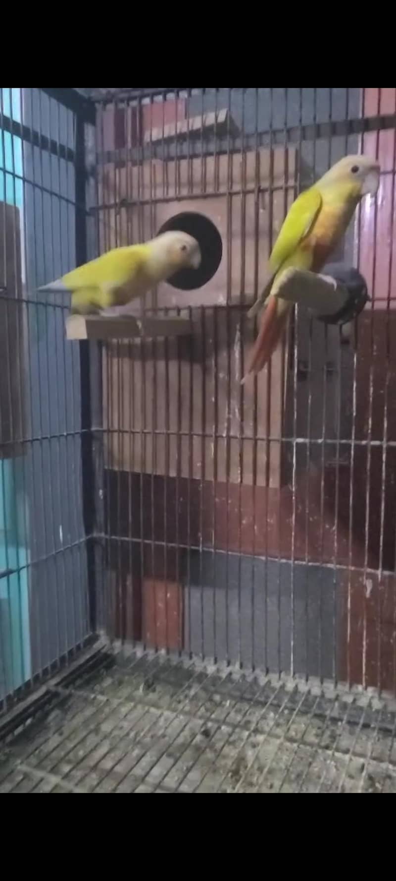 sun cheek conure 2