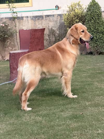 golden retriever male