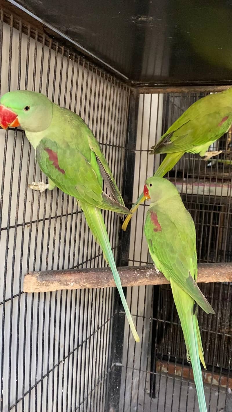 Raw Patho k pair 0