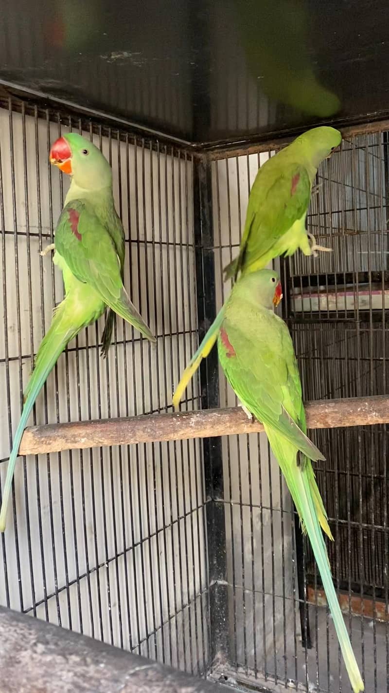 Raw Patho k pair 1
