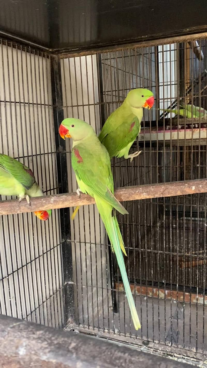 Raw Patho k pair 2