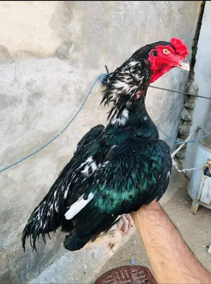 Lasni murga 0