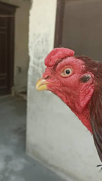 bengum patha lakha murgha