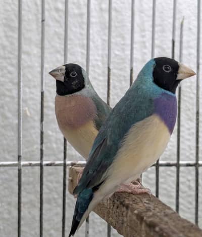 Blue Gouldian Pair