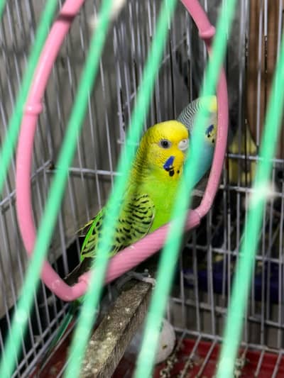 Breeding Pair of Cockatiel and Australian bird without cage