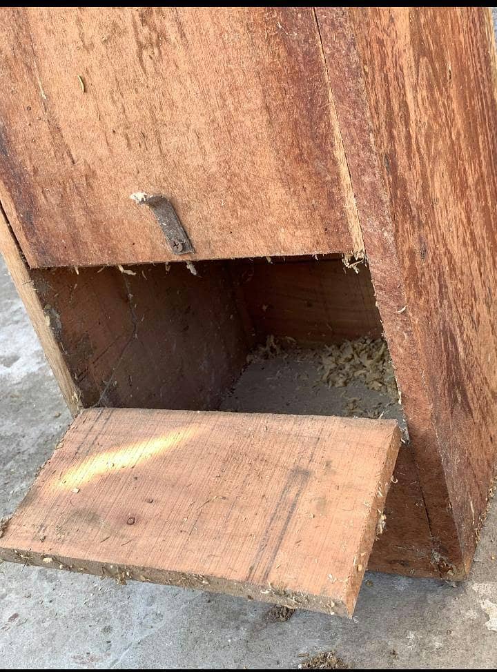 Ringneck box 3