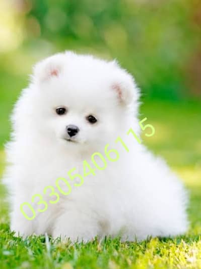 Pomeranian puppies dog/Siberian husky puppies