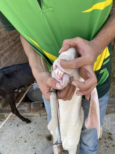 Rajanuri Breader Bakra