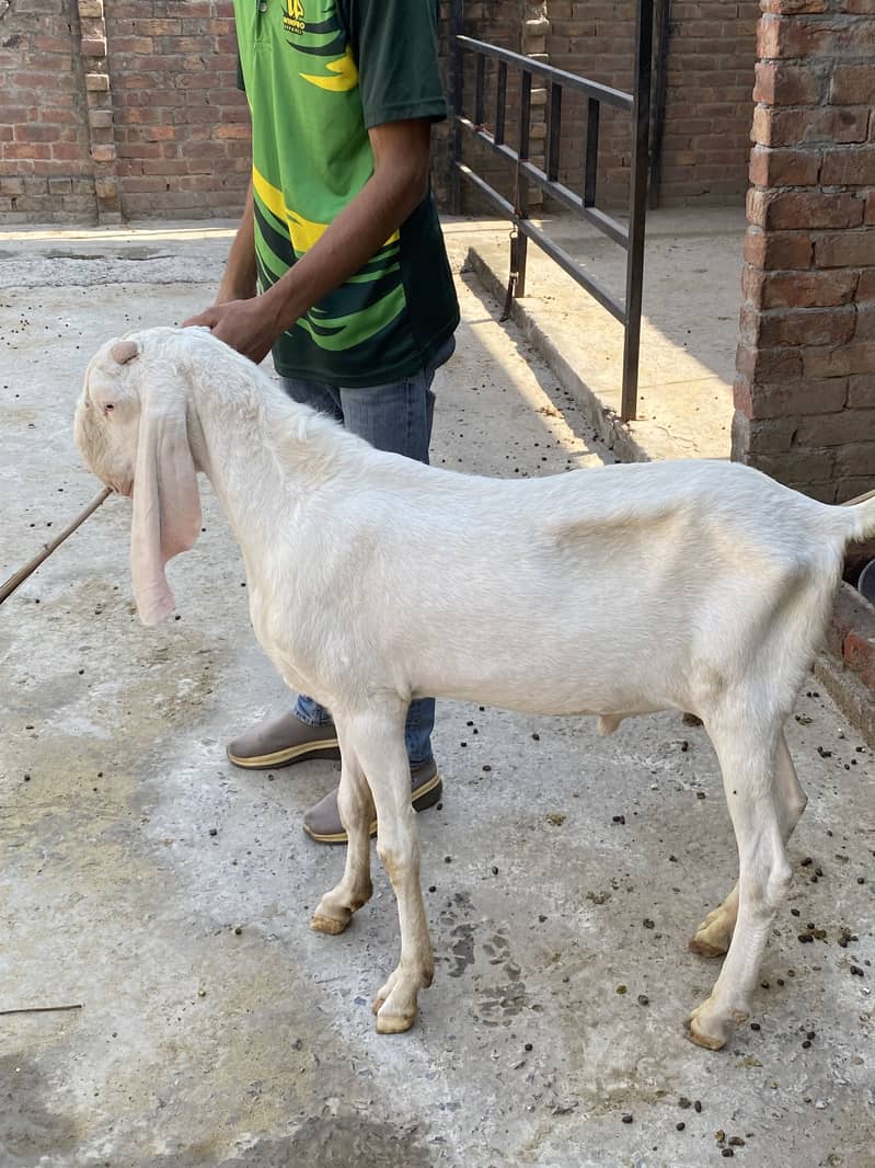 Rajanuri Breader Bakra 1