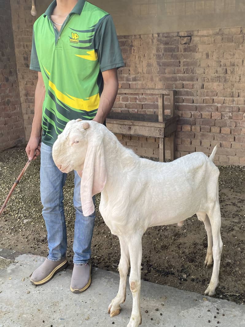 Rajanuri Breader Bakra 4