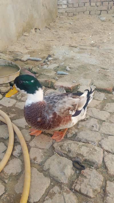 duck for sale