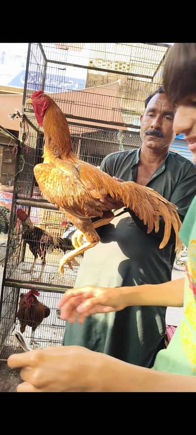pure desi murghe sale aseel
