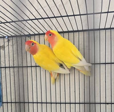 Yellow Fischer