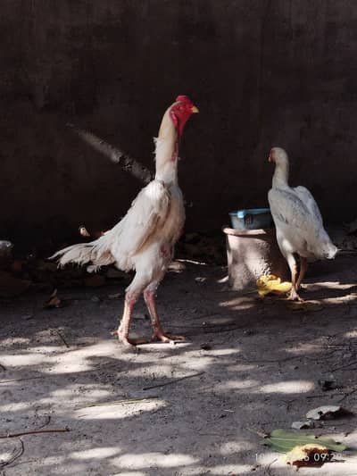 VIP White Shamo Pair | German Aseel Shamo | Hopeland |