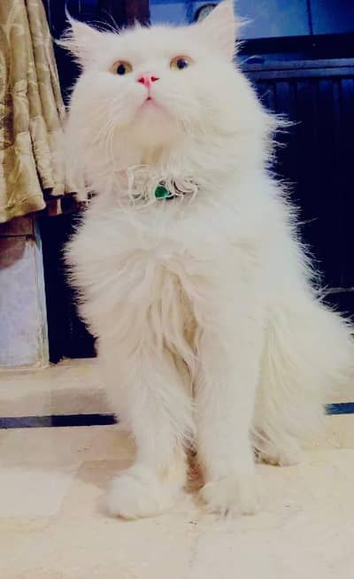 Triple Coated Persian Cat (URGENT SALE)