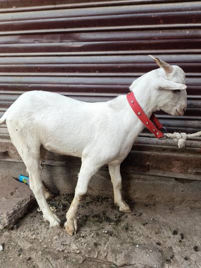 kurra teda bkra 03133792660