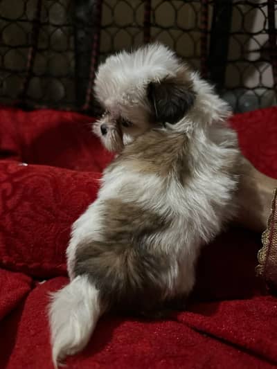 Shihtzu Puppies