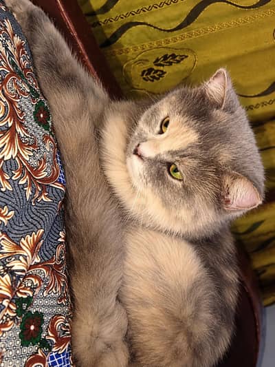 female Persian cat triple coat