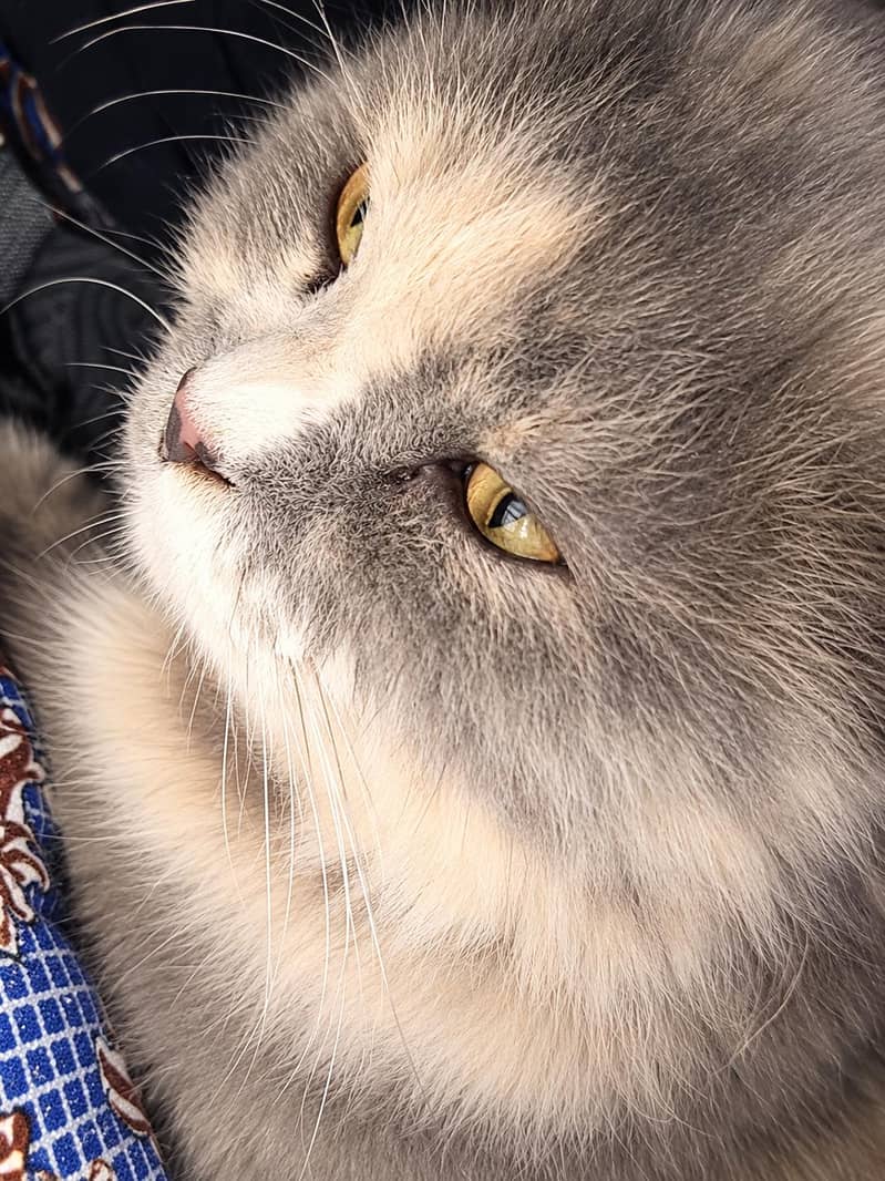 female Persian cat triple coat - Cats - 1120954765