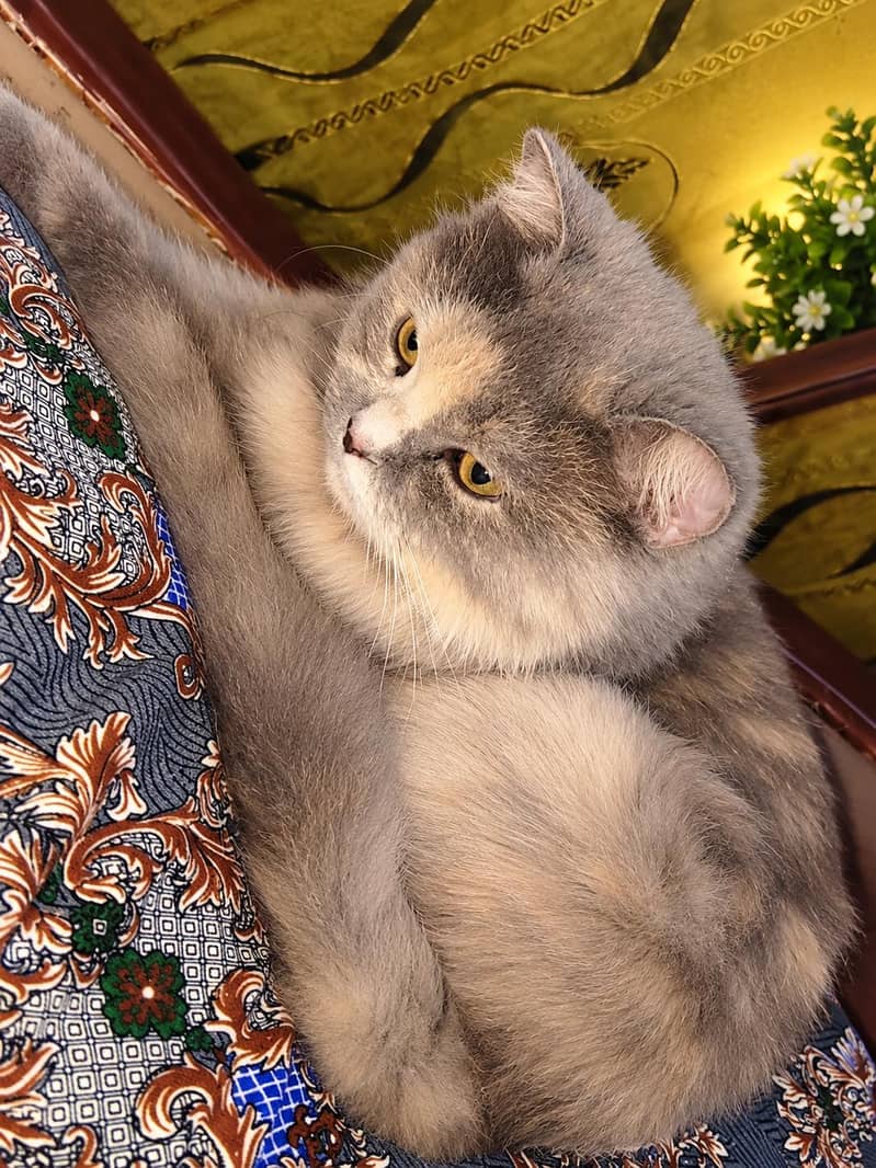 female Persian cat triple coat - Cats - 1120954765