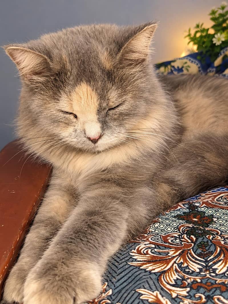 female Persian cat triple coat - Cats - 1120954765