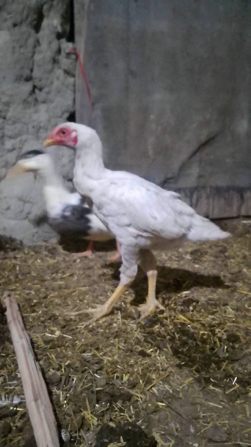 Aseel white 2