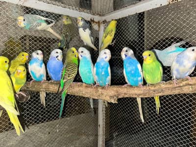 Australian Breeder Pairs 03114333791