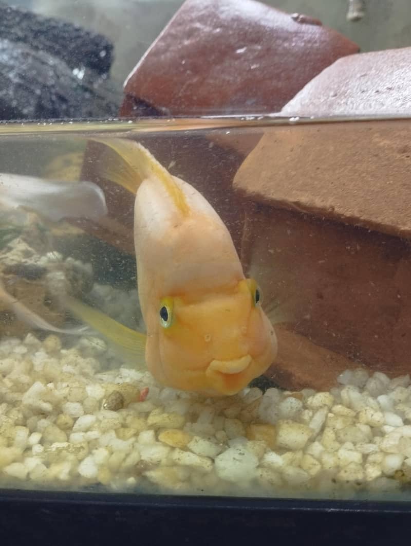 parrot fish 0