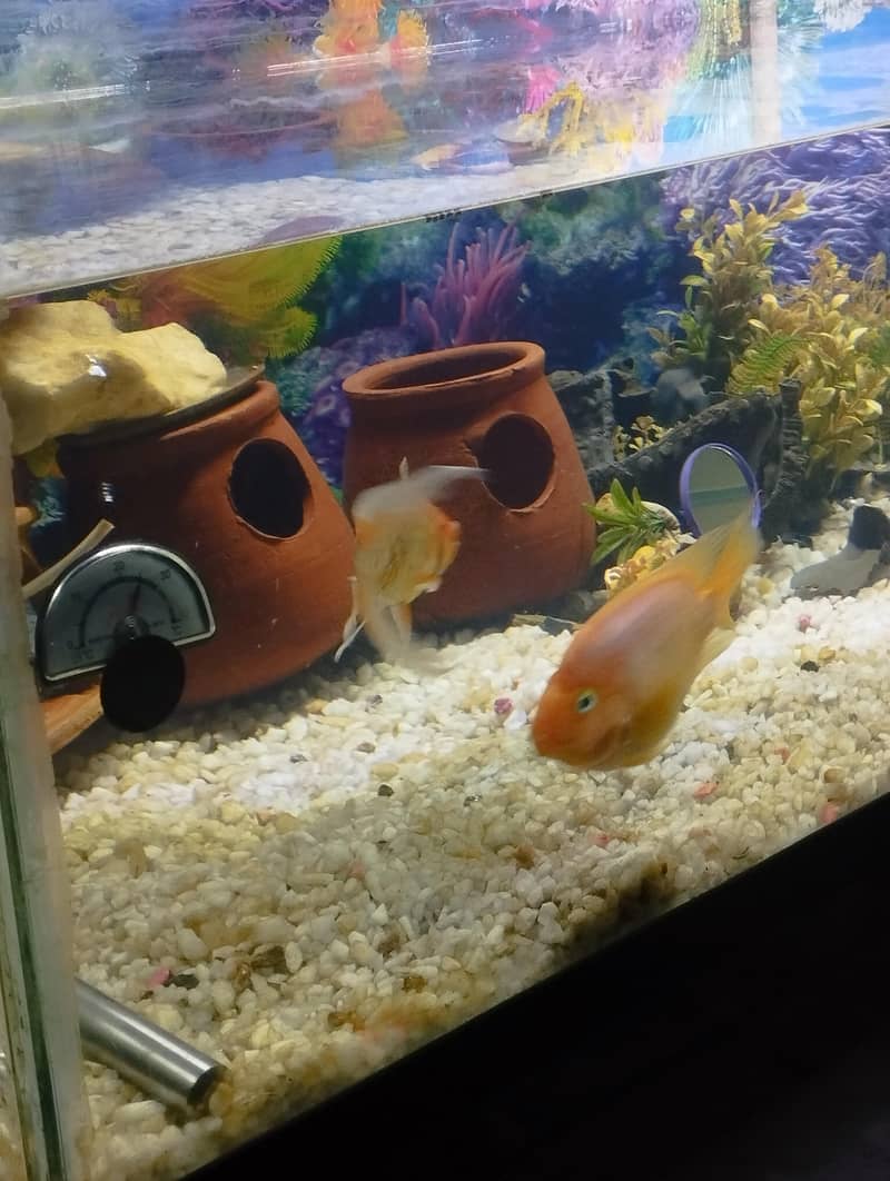 parrot fish 1