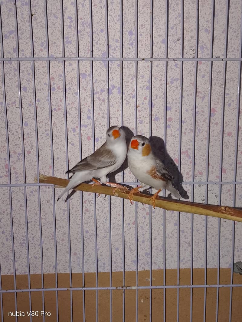 FINCHES 0