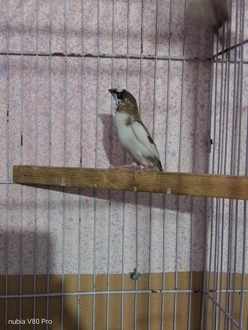 FINCHES 1