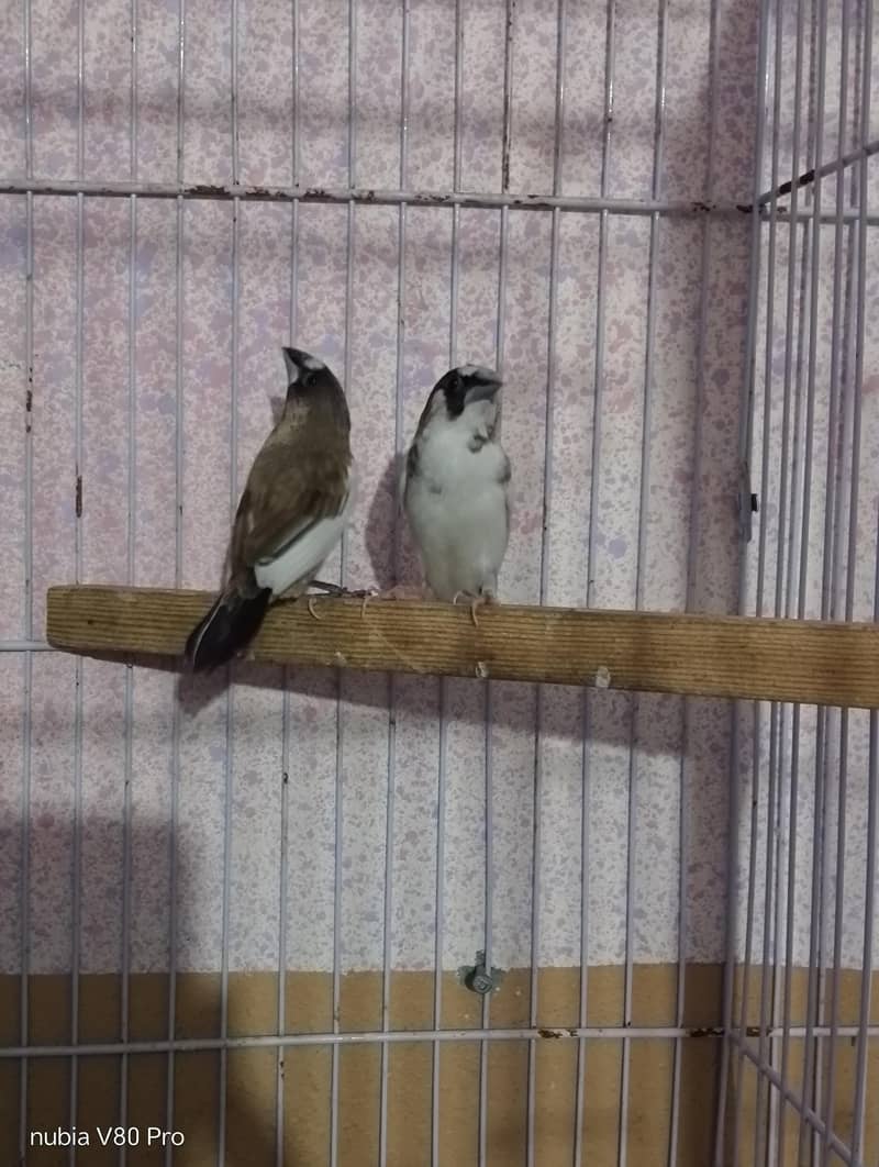FINCHES 2