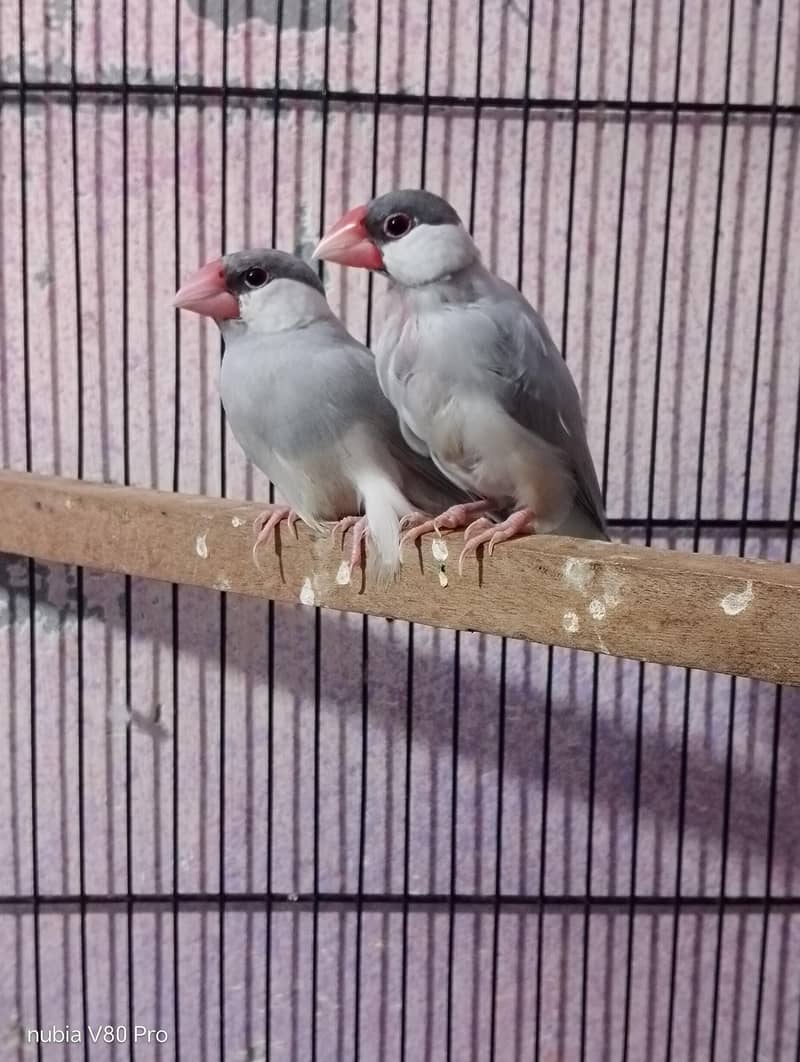FINCHES 3