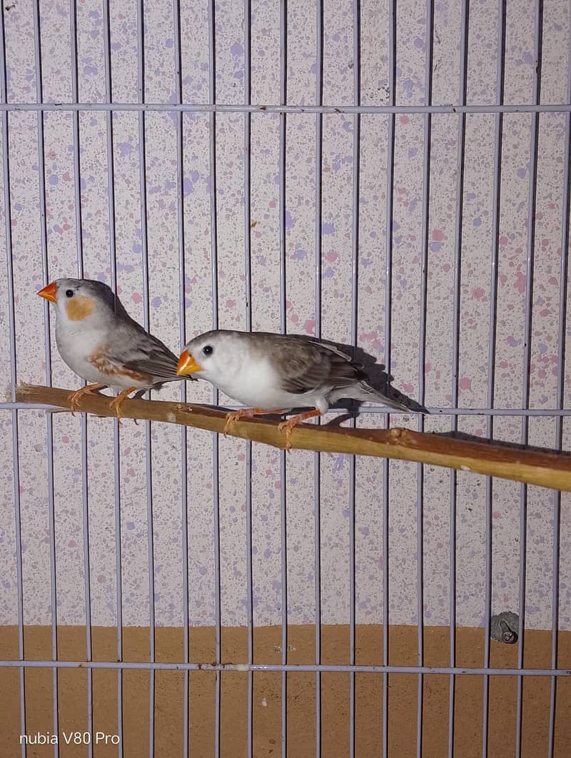 FINCHES 5