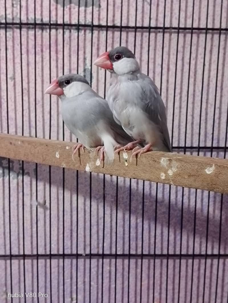 FINCHES 6