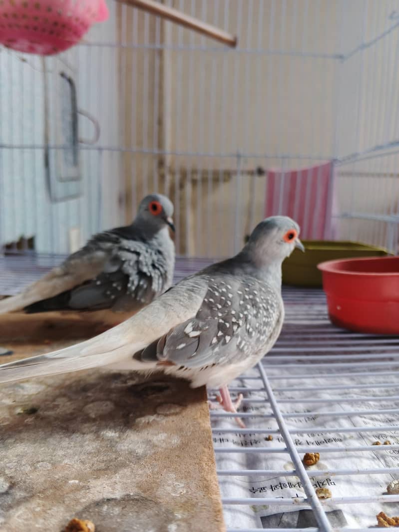 FINCHES 8